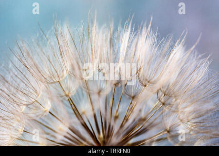 Questa macro shot di giallo salsefrica (Tragopogon dubius) rivela la sua fragile e delicata testina di sementi, con la stessa simmetria radiale come un dente di leone. Foto Stock