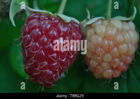 Il lampone europeo close up, Rubus idaeus Foto Stock