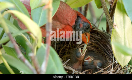 Una molto colorata di rosso cardinale maschio bird sta alimentando i suoi due pulcini di un giorno di un worm verde nel loro nido di uccelli. Foto Stock