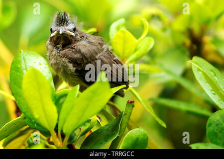 Una decina di giorni di vecchio cardinale chick sorge sulla sommità di una bussola come egli ha appena lasciato il nido per la prima volta, guarda direttamente la telecamera che ha preso pict Foto Stock