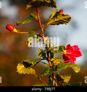 Pianta di Hibiscus con fiori e boccioli rossi e foglie verdi su un gambo nel giardino contro un caldo offuscato arancio marrone e sfondo blu chiaro Foto Stock