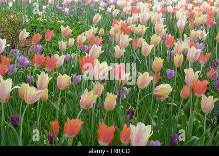 Tulipani colorati in giardini botanici a Dallas Foto Stock