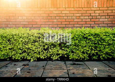 Muro di mattoni e macchia verde sul terreno concreto nella posizione di parcheggio con il disco solare. Autentica boccola albero lascia lo sfondo del modello dettaglio sfondo fo Foto Stock