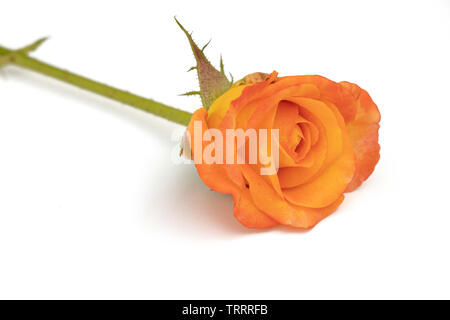 Rosa gialla isolato su sfondo bianco. Foto Stock