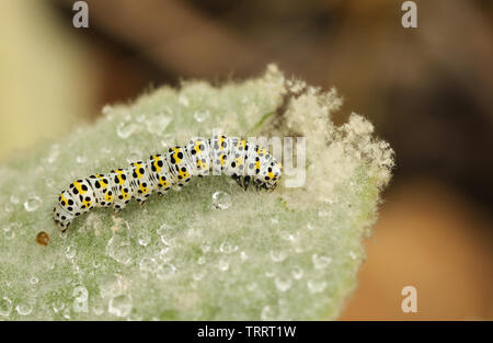 Un grazioso Mullein Moth Caterpillar, Shargacucullia verbasci, alimentazione su un impianto di Mullein in un giorno di pioggia. Foto Stock