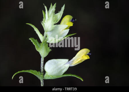 Rhinanthus angustifolius, noto come maggiore giallo-battito Foto Stock