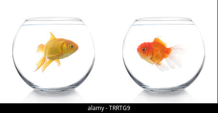 Due differenti goldfish in due differenti ciotole cercando ogni altro Foto Stock