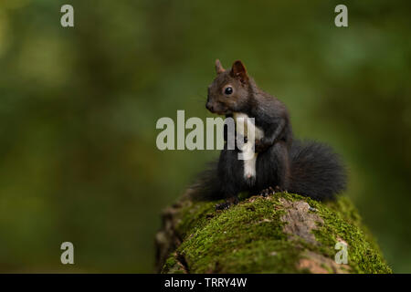 Eurasian scoiattolo rosso - Sciurus vulgaris, bella popolare piccolo mammifero da giardini europei e foreste, Hortobagy National Park, Ungheria. Foto Stock
