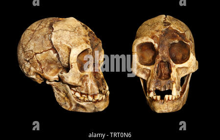 The Hobbit - Homo floresiensis Foto Stock