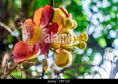 Fire Lily o Gloria Lily (Gloriosa superba) chiamato fiamma, arrampicate o strisciante lily o tiger claw. La specie è offerta, tuberose di latifoglie radicate per Foto Stock