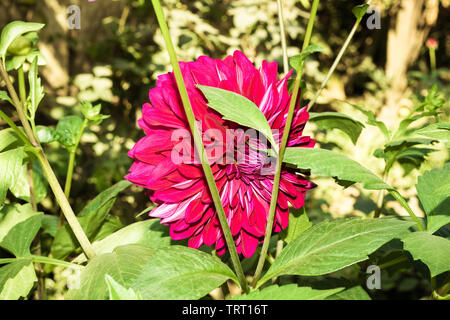 Un rosso Fiore Dahlia (un membro delle Asteraceae o Compositae dicotiledoni), un genere di folte, tuberose, piante erbacee perenni, relative a specie Foto Stock