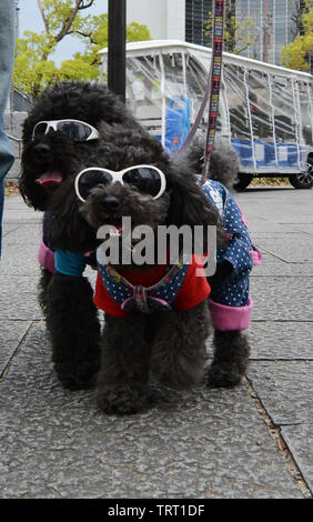 Moda cani barboncino di Osaka in Giappone. Foto Stock