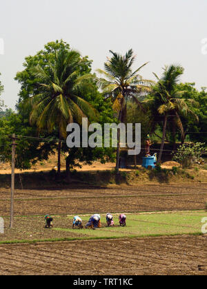 I lavoratori che operano in campi. Foto Stock