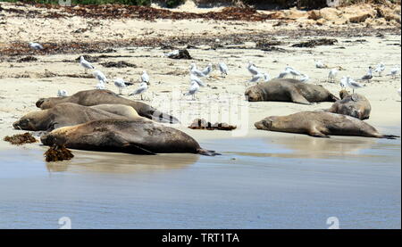 Leoni marini australiani avente un riposo sulle isole Shoalwater Marine Park Foto Stock
