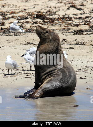 Leoni marini australiani avente un riposo sulle isole Shoalwater Marine Park Foto Stock