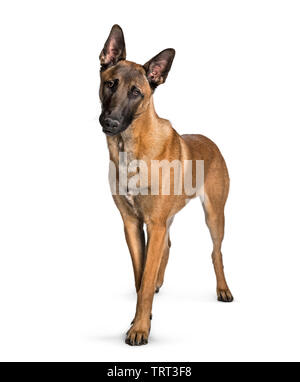 Malinois in piedi contro uno sfondo bianco Foto Stock