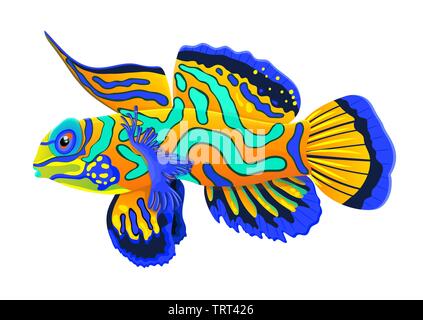 Pesce mandarino, piatto cartoon disegno realistico, disegnato a mano animali del mare, carattere marittimo. Bright multi-color smeraldo blu orange pesce tropicale isola Illustrazione Vettoriale