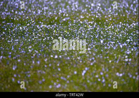 Campo di lino in prossimità di pareti Wallish, Northumberland, Inghilterra Foto Stock