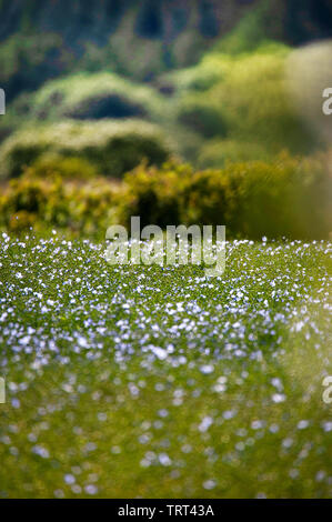 Campo di lino in prossimità di pareti Wallish, Northumberland, Inghilterra Foto Stock