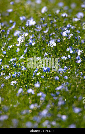 Campo di lino in prossimità di pareti Wallish, Northumberland, Inghilterra Foto Stock