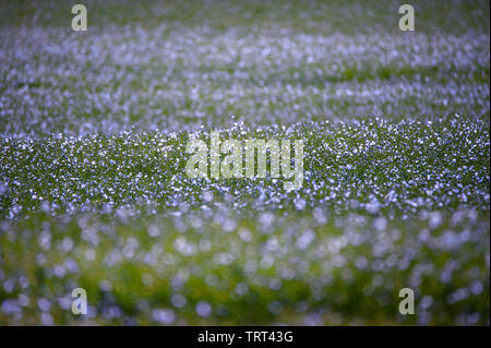 Campo di lino in prossimità di pareti Wallish, Northumberland, Inghilterra Foto Stock