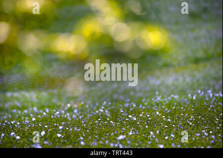 Campo di lino in prossimità di pareti Wallish, Northumberland, Inghilterra Foto Stock