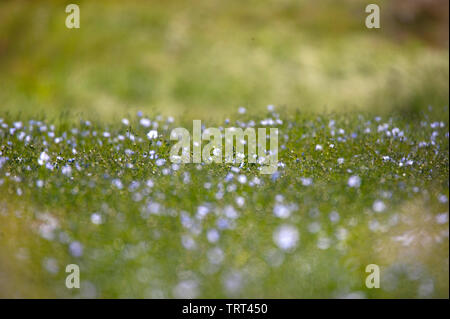 Campo di lino in prossimità di pareti Wallish, Northumberland, Inghilterra Foto Stock