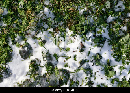 La neve sul verde erba secca. Foto Stock