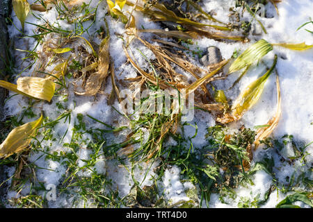 La neve sul verde erba secca. Foto Stock