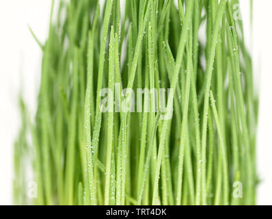 Erba è germogliato di avena con gocce d'acqua su sfondo bianco. Foto Stock