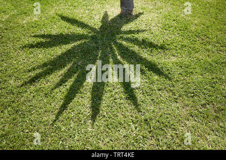 Palm tree shadow su erba, abstract sfondo naturale. Foto Stock