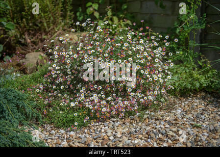 Erigeron karvinskianus in un giardino Costiera Foto Stock