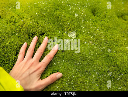 Mano femmina su uno sfondo di colore verde brillante moss e gocce di rugiada. L'Islanda, Landmannalaugar Foto Stock