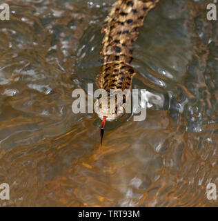 Western terrestrial garter snake (Thamnophis elegans) nuotare in una foresta stream, Black Hills National Forest, il Dakota del Sud, Stati Uniti d'America. Foto Stock