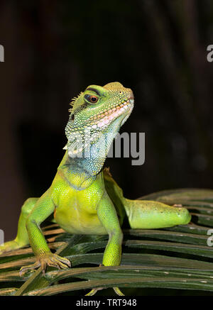 Acqua cinese dragon (Physignathus cocincinus) ritratto, captive (nativi per il sud-est asiatico) Foto Stock