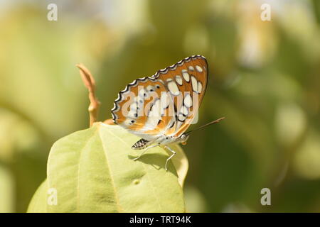 immagine di una bella farfalla rossa ammiraglio indiana ( vanessa indica ) Foto Stock