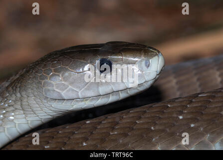 Black mamba (Dendroaspis polylepis) close up, captive (nativi per l'Africa sub-sahariana). Foto Stock