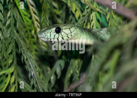 Western green mamba (Dendroaspis viridis) nascosto tra foglie di albero, captive (nativi per l Africa occidentale). Foto Stock