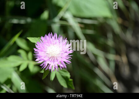 Giardino lilla perenne Fiordaliso (Centaurea) su un luminoso giorno soleggiato vicino fino Foto Stock