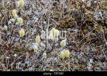 Nei dintorni di Islanda - flora e fauna Foto Stock