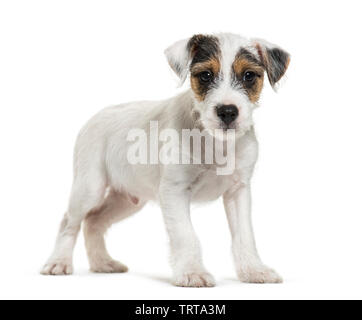 Parson Russell Terrier, 2 mesi di età, di fronte a uno sfondo bianco Foto Stock