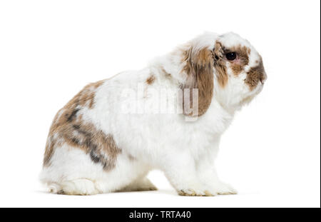 Holland Lop rabbit seduto davanti a uno sfondo bianco Foto Stock