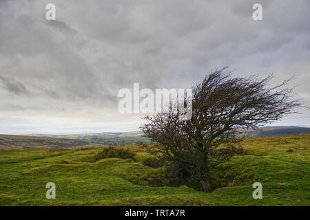 Albero solitario sul Combestone Tor Foto Stock