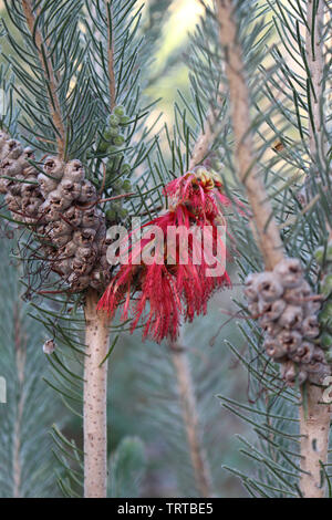 Bottlewbrush (Calothamnus quadrifidus) su un solo lato che mostra infiorescenza e frutta. Pianta nativa australiana. Foto Stock