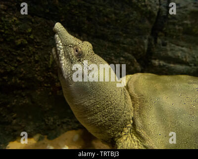 Close up di un cinese Softshell Turtle (Pelodiscus sinensis) Foto Stock