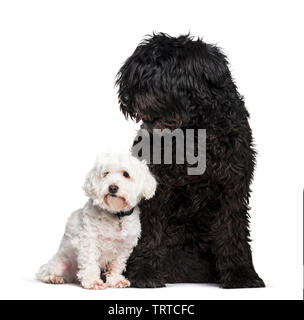 Bouvier des Flandres e Maltese dog sitter contro uno sfondo bianco Foto Stock