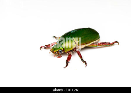 Il verde e il rosso metallico maggiolino di Natale, Anoplognathus sp, in Tropical Queensland, Australia Foto Stock