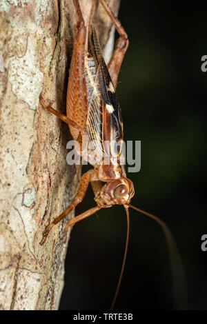 Vero cricket adulto, Cardiodactylus novaeguineae, nella foresta pluviale tropicale Foto Stock