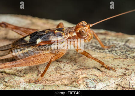 Vero cricket adulto, Cardiodactylus novaeguineae, nella foresta pluviale tropicale Foto Stock