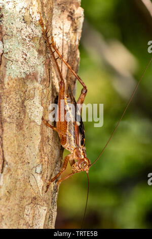 Vero cricket adulto, Cardiodactylus novaeguineae, nella foresta pluviale tropicale Foto Stock